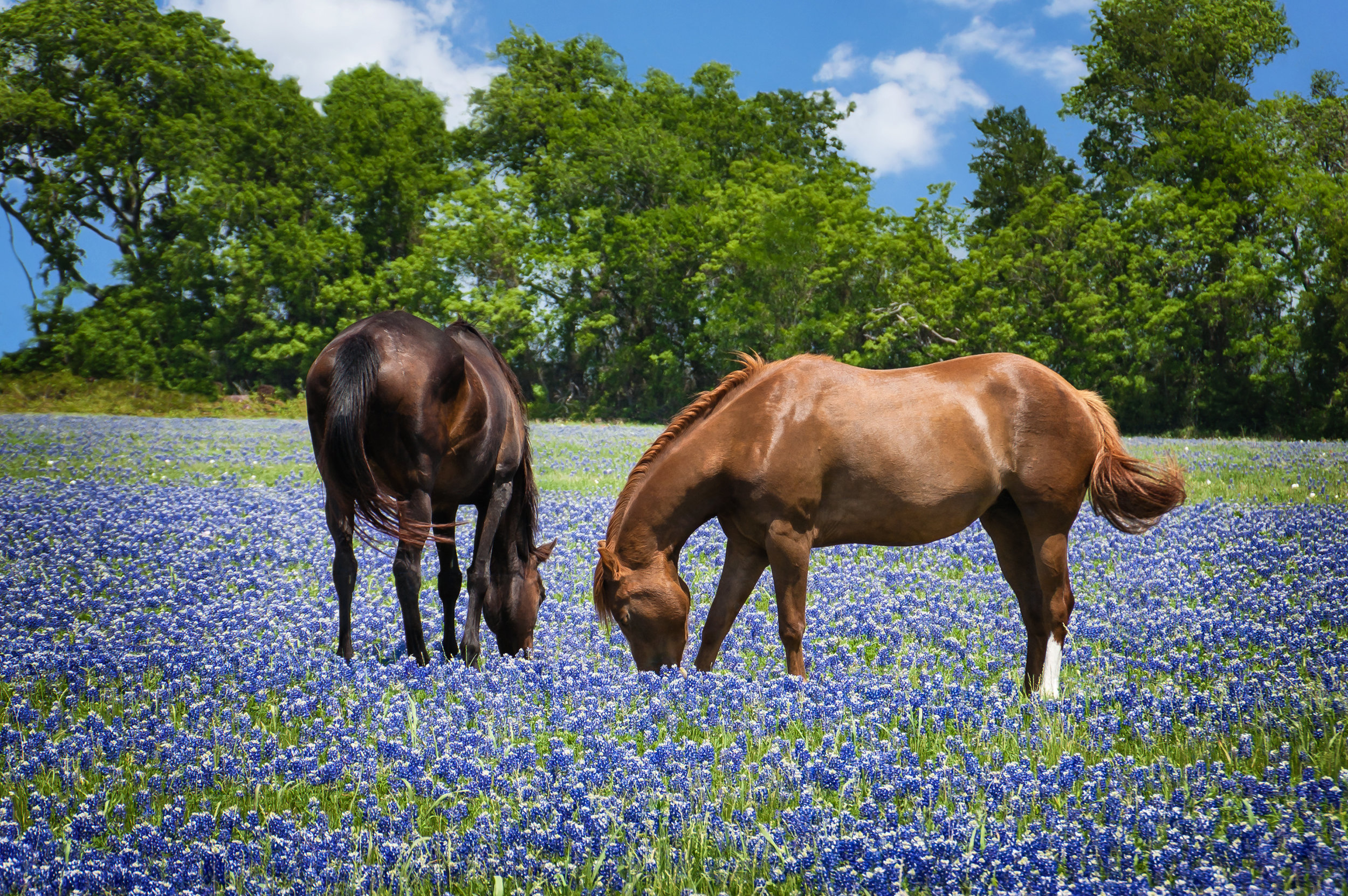AdobeStock_62750248.jpeg