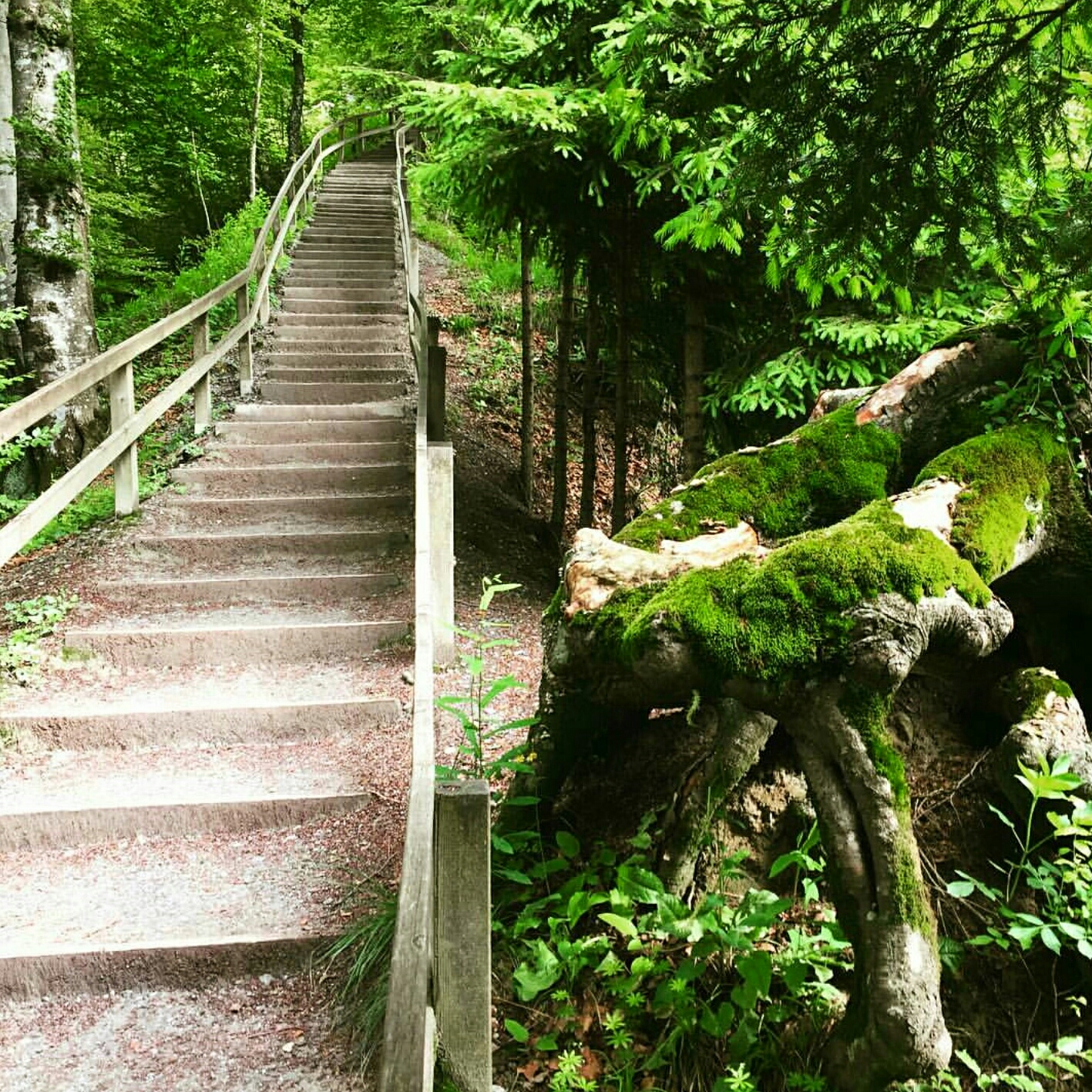 Trek en bosques aledaños a Zurich