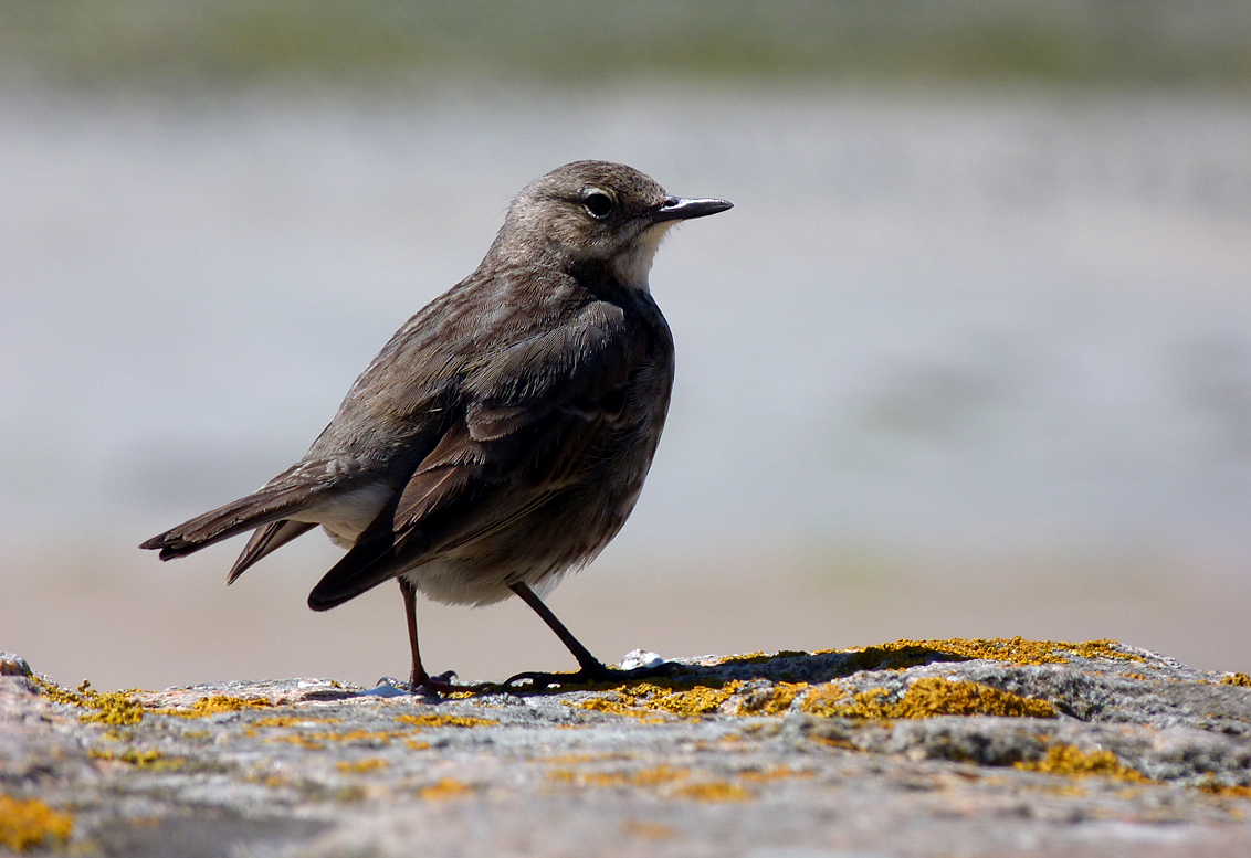 rock pipit at vazon in april