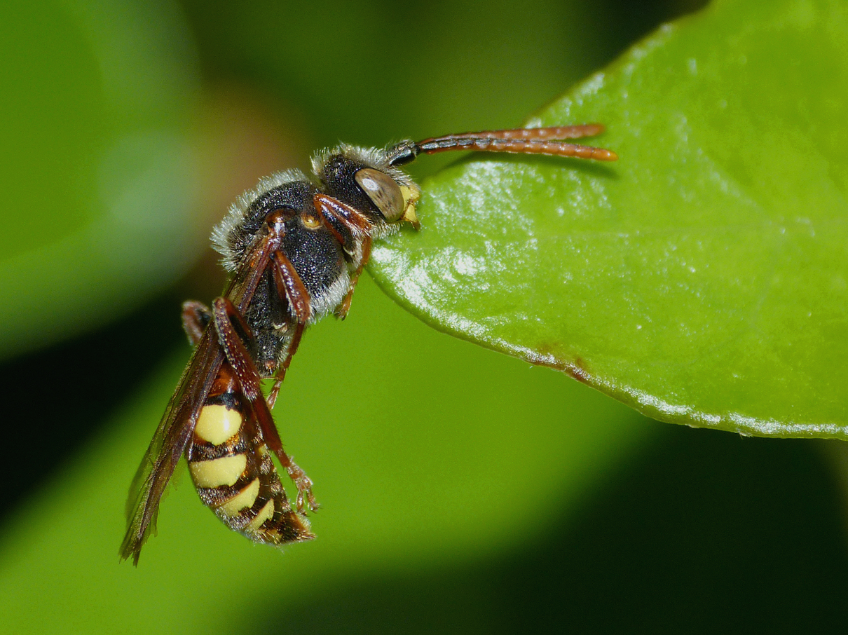 flavous nomad bee at jerbourg in may