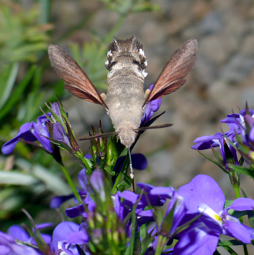 hummingbird hawk-moth in the garden in july
