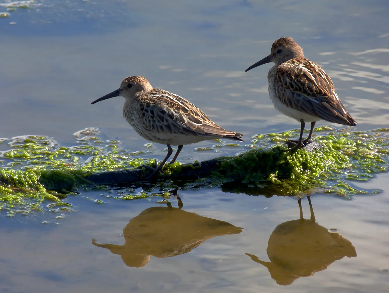 dunlins at pulias in august
