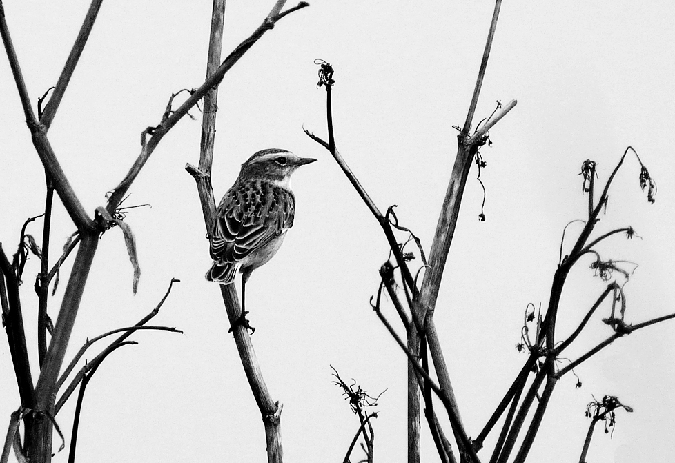 whinchat at pulias in september