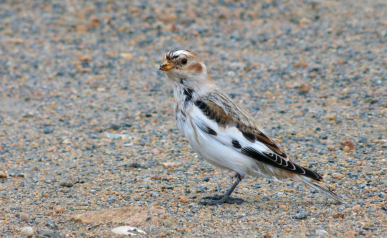 snow bunting at vazon in october