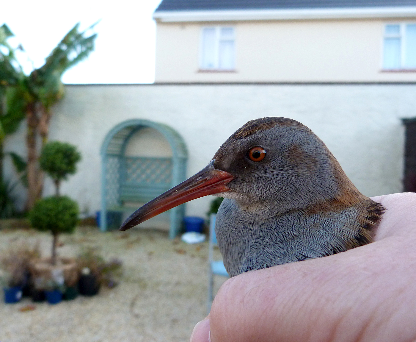 water rail in the garden in october