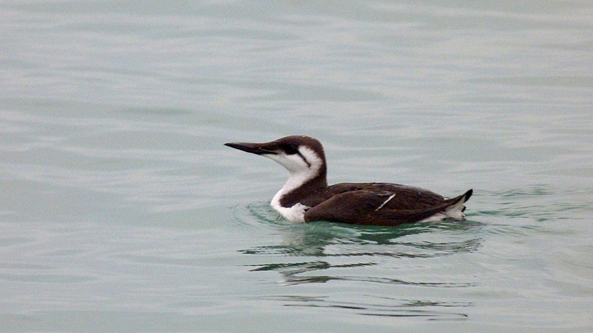 Guillemot - Cobo - 20 Jan 2016