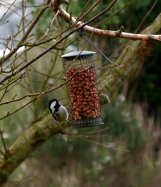 Continental Coal Tit - Le Guet - 21 Jan 2016 - Compared to British Coal Tit, these have a larger bib, extending almost to the shoulder, and often obvious dark patches at the breast-sides.