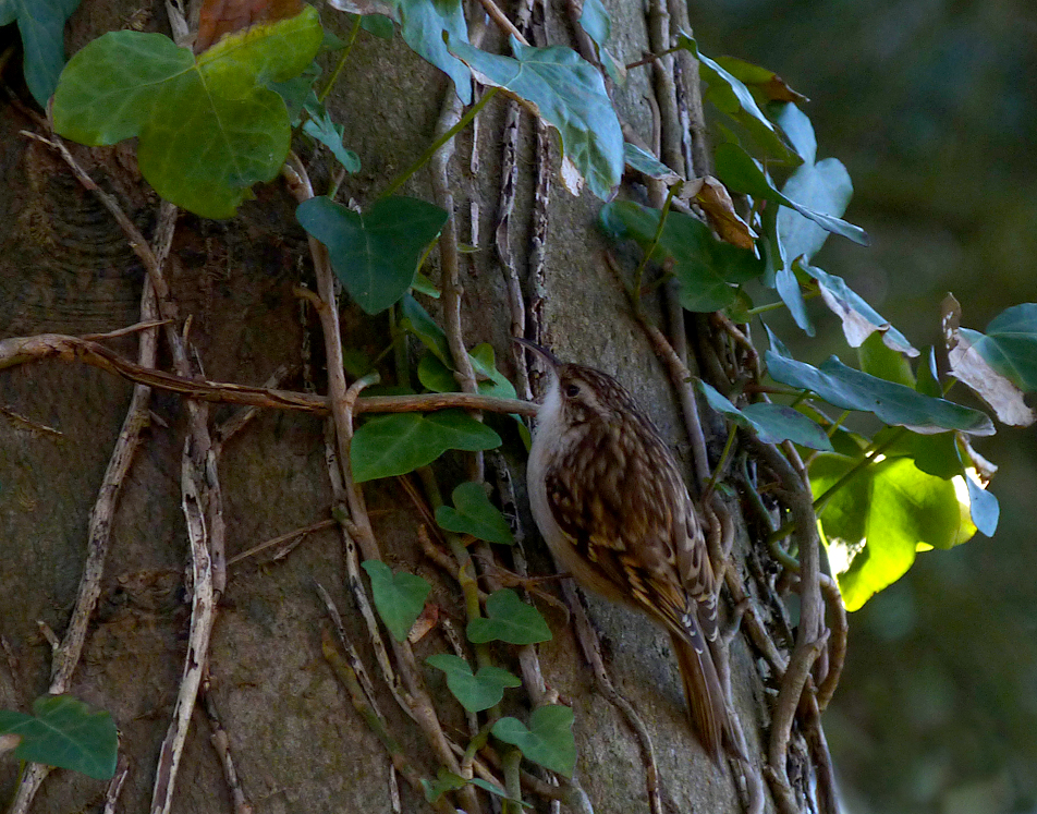 Short-toed Treecreeper - Le Guet - 28 Jan 2016