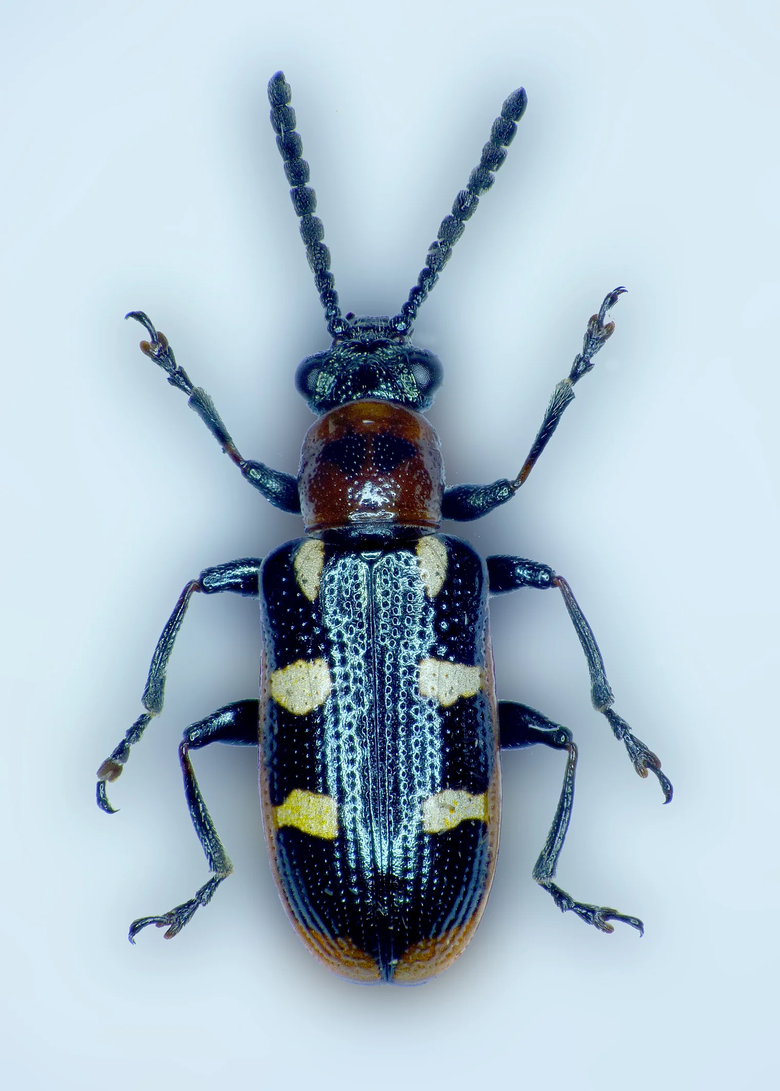 Asparagus Beetle specimen - garden - autumn 2015 - still trying out the photo-stacking software. It looks great for photos of specimens, but rather tricky for live critters!