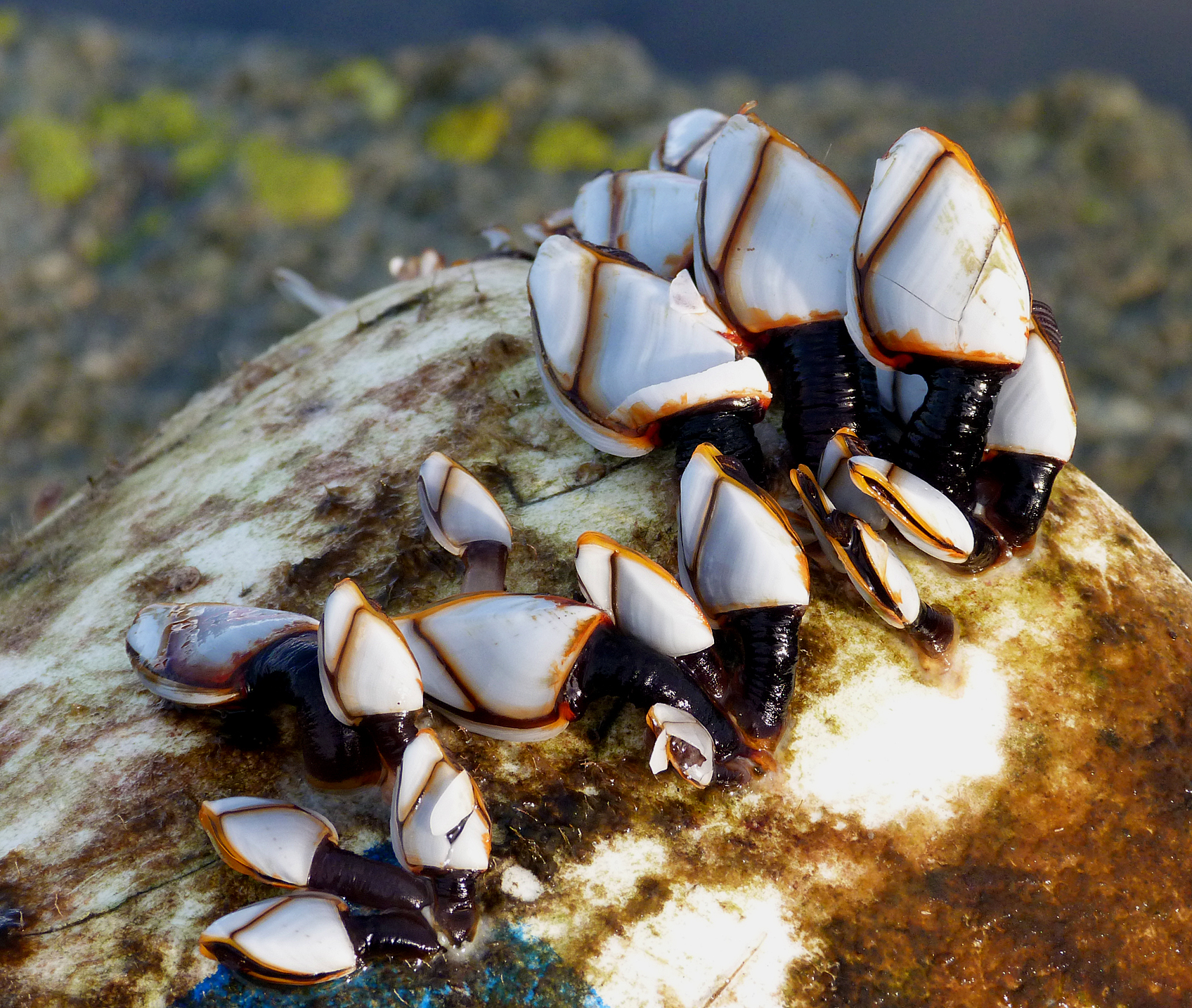 Goose Barnacles (Lepas anatifera) attached to a buoy which may have been washed here from thousands of miles away. These pelagic creatures are very weird and fascinating. They quickly die when washed ashore of course, but these had just been thrown over the wall by the above waves and were still alive.