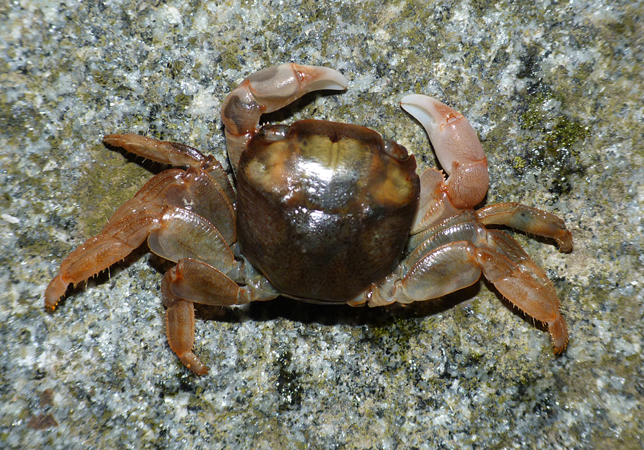 Columbus Crab - Portinfer - 11 Feb 2016 - this small crab was found, unfortunately dead, in another bunch of Goose Barnacles. This is a tropical species that is only ever recorded here by drifting on flotsam.