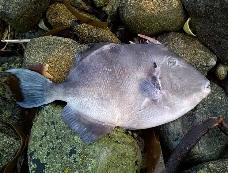 Grey Triggerfish - Pulias - 9 Feb 2016 - recently dead.