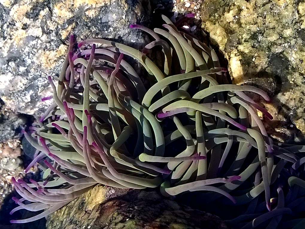 Snakelocks Anenome - Lihou Headland