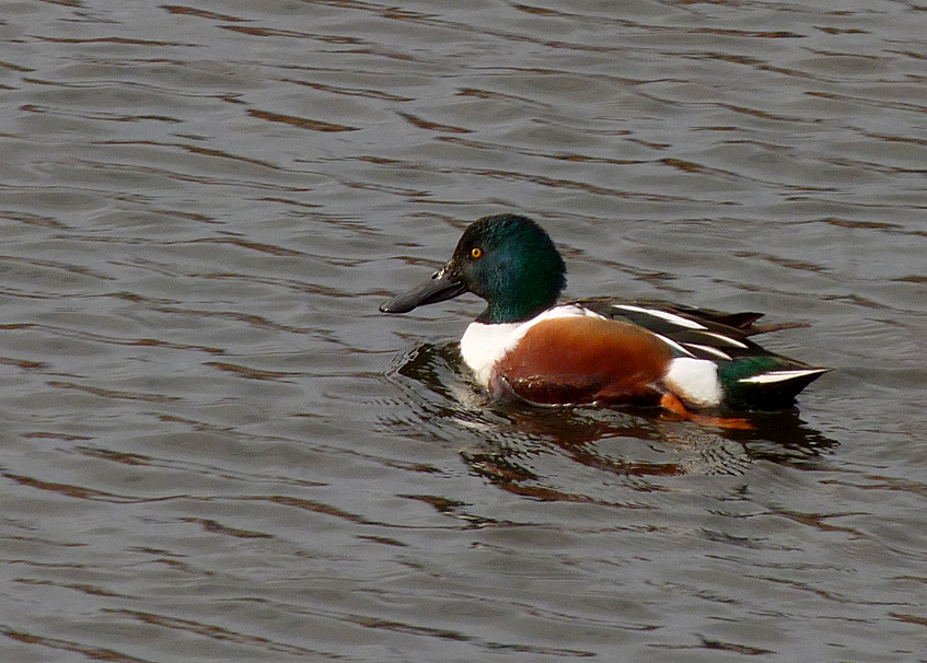 Shoveler - pulias pond - 21 mar 2016