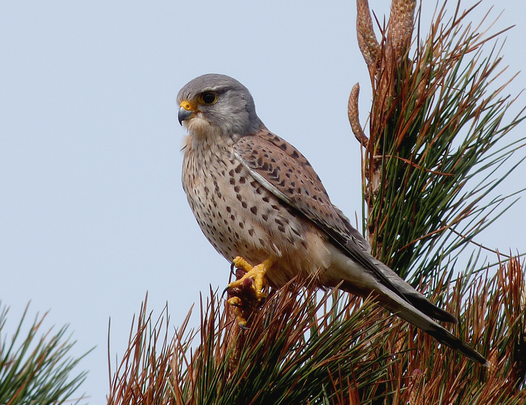 male kestrel - fort hommet - 30 mar 2016