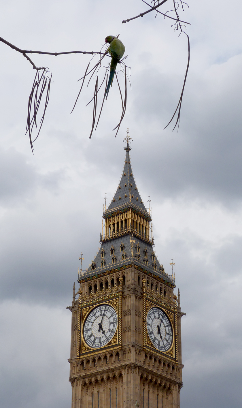 "Parliamentary Parakeets"