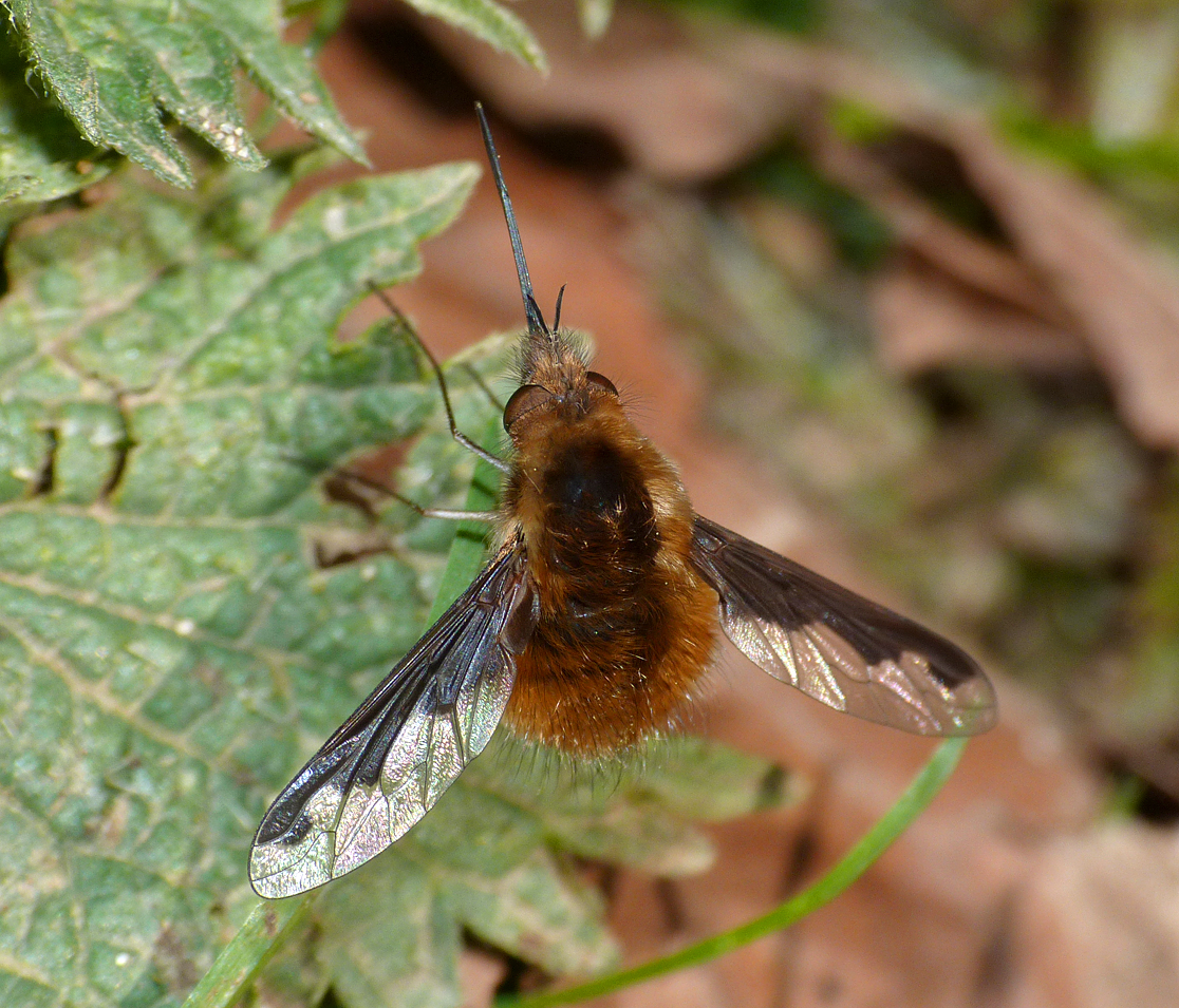 Dark-edged Bee-fly - Hatfield Forest - my main target species today, easily ticked off.