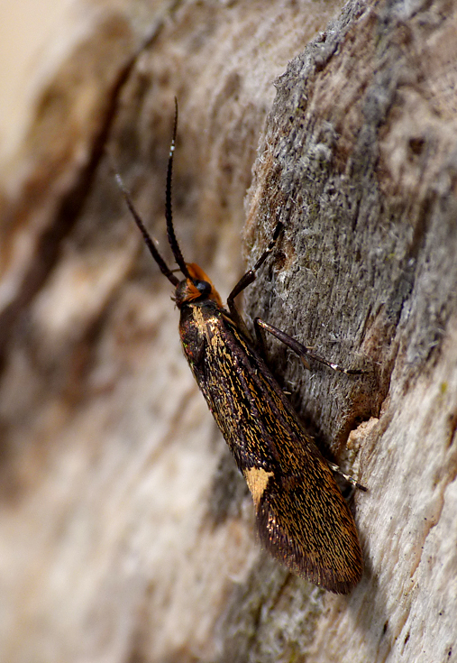 Esperia sulphurella - Hatfield Forest