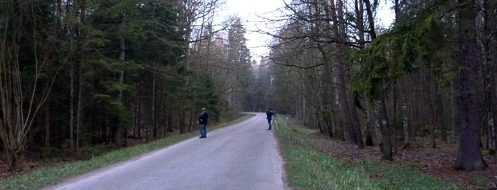 Roadside birding in the forest.