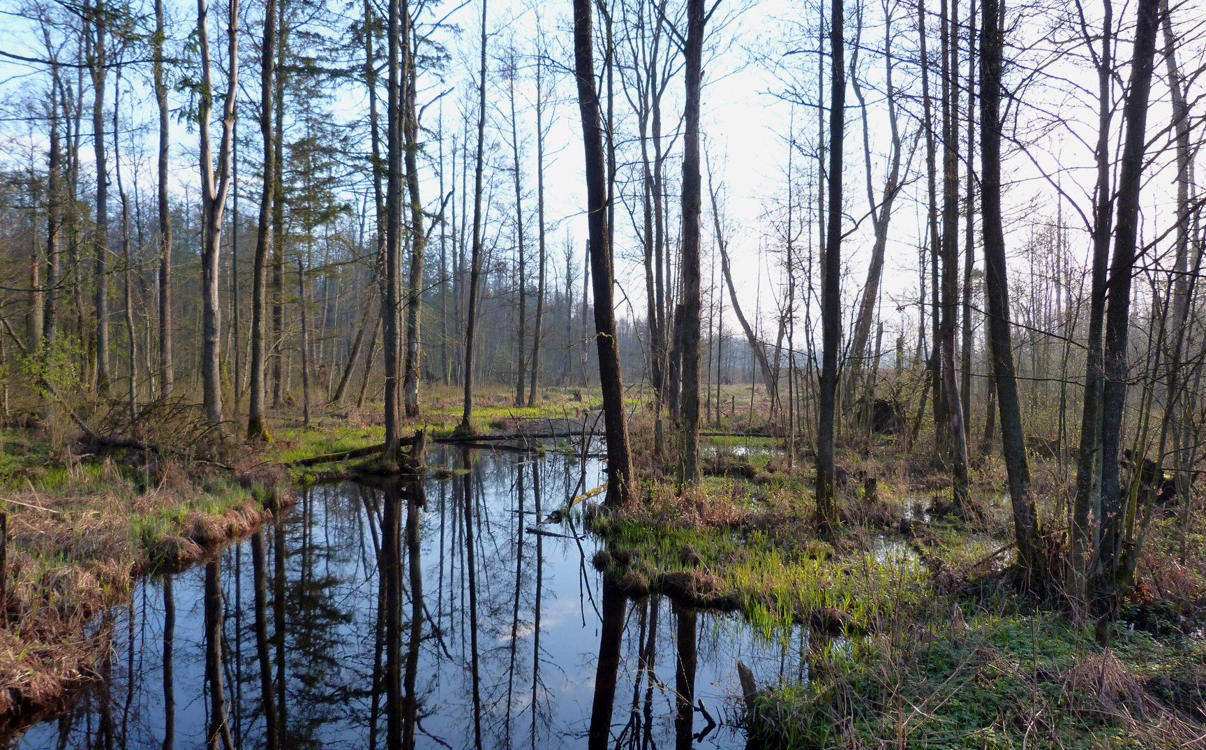 White-backed Woodpecker habitat in the swampy areas of the forest.