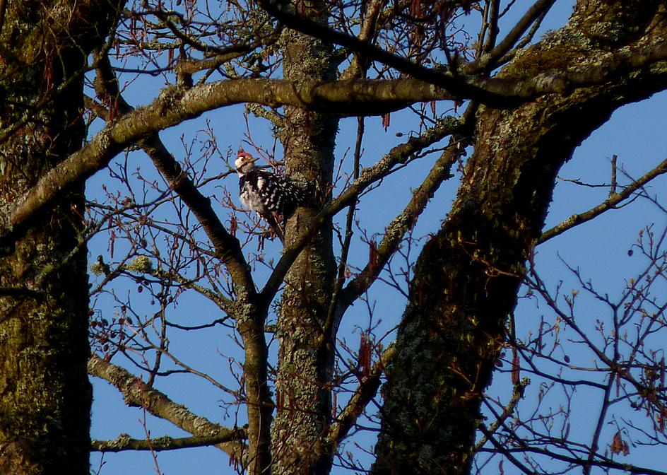 White-backed Woodpecker , Bialowieza Forest