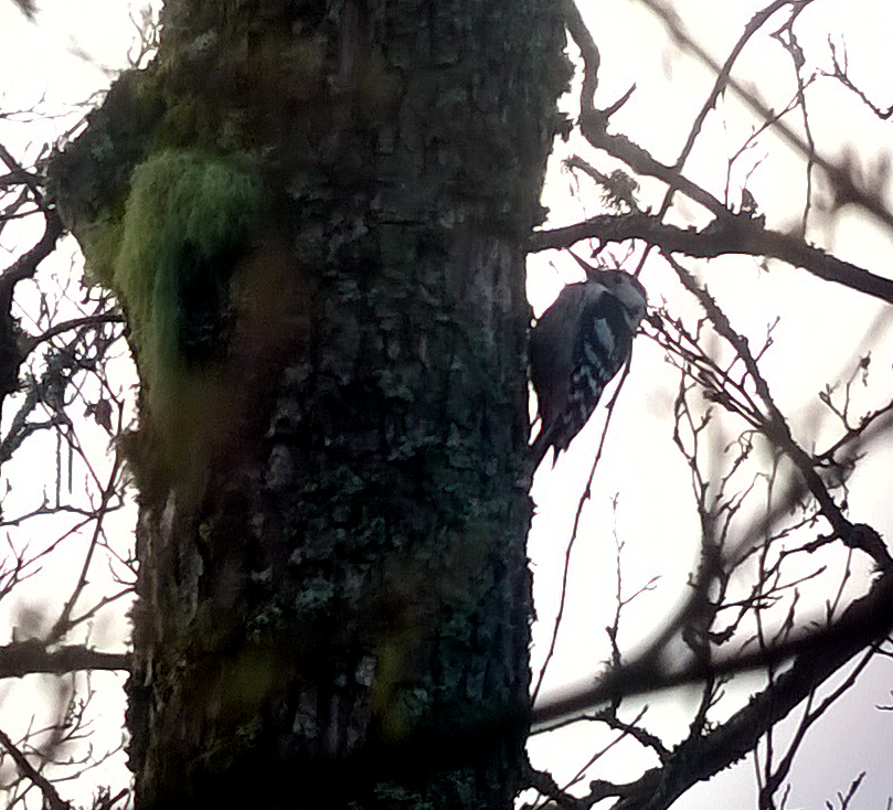 White-backed Woodpecker, Bialowieza Forest (phonescoped)