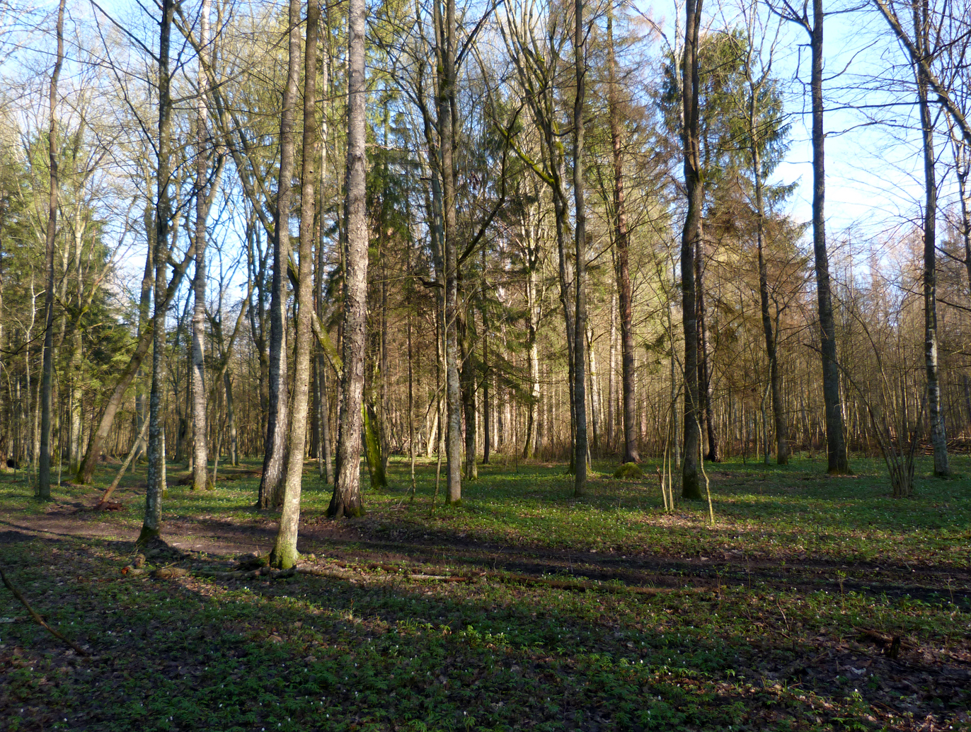 Deep in the forest - Hazel Grouse habitat