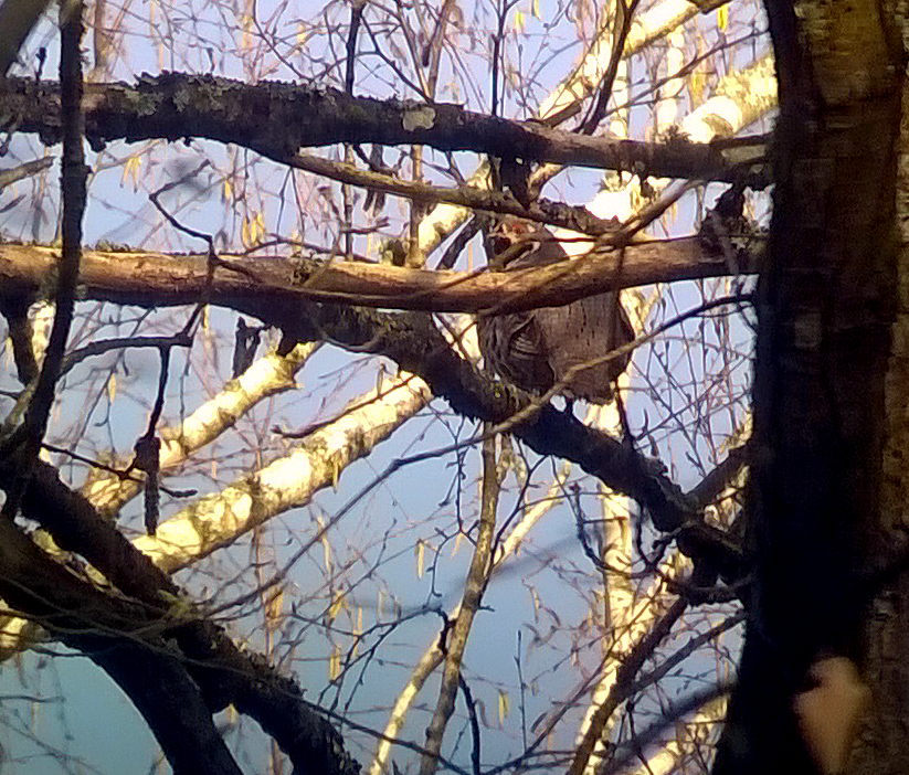 Hazel Grouse , Bialowieza Forest