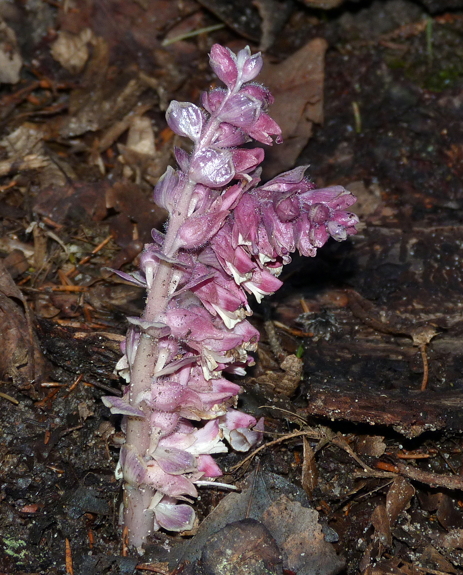 Toothwort - an unusual flower found in the forests