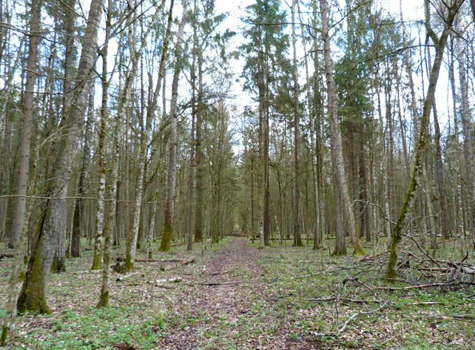 The "Woodpecker Walk"