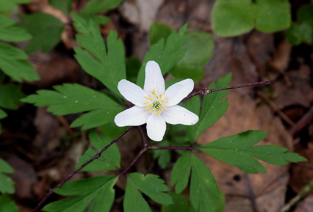 Wood Anenome - millions upon millions of these flowers carpeted the whole forest.