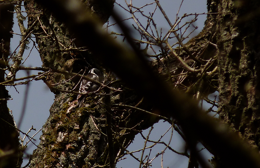 Middle Spotted Woodpecker - Bialowieza (as can be seen, very difficult to photograph).