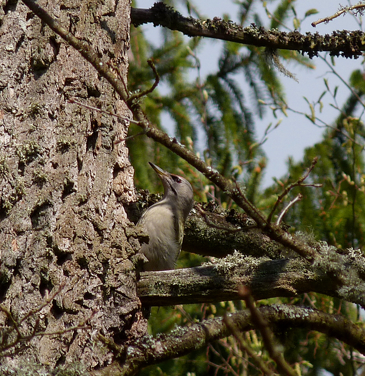 Grey-headed Woodpecker - Bialowieza Forest