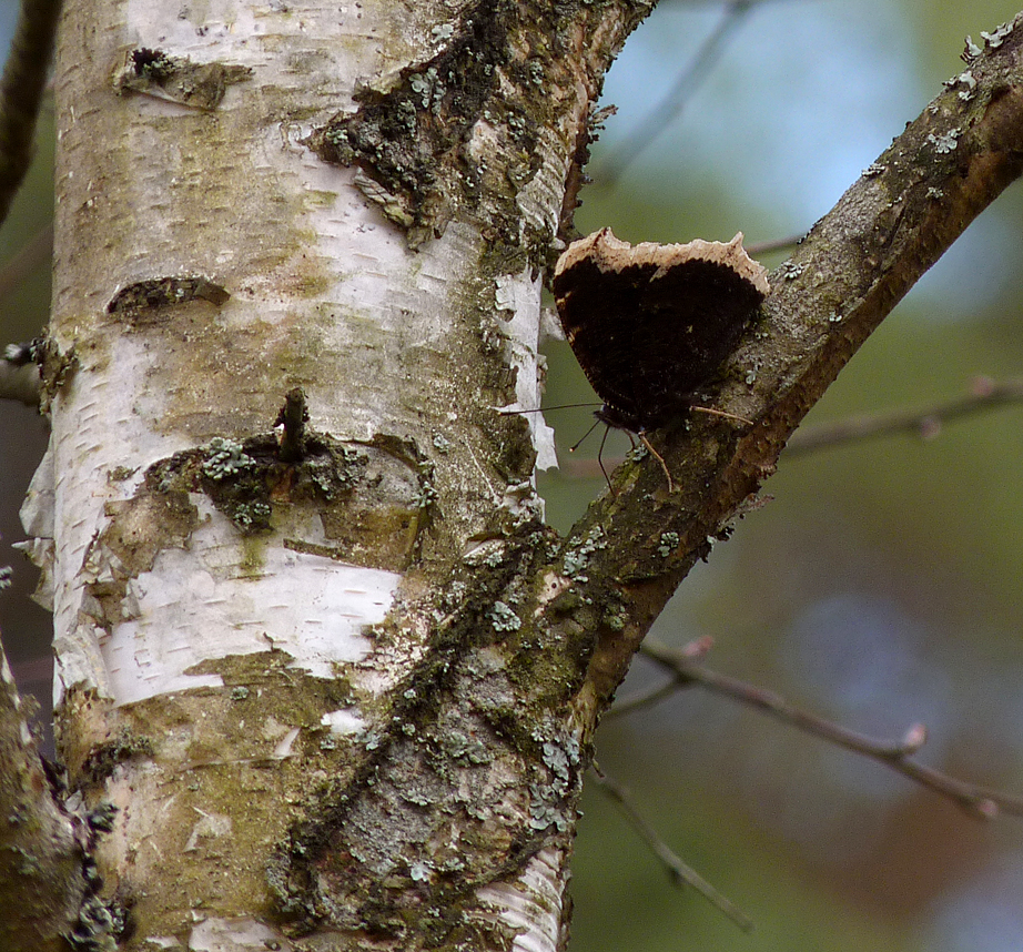 Camberwell Beauty - the only non-familiar butterfly we noted on the trip.