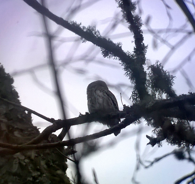 Pygmy Owl , Bialowieza - I was amazed that I managed to get any pics using the phone through the scope - there was not one of my photos where it was facing in my direction. 