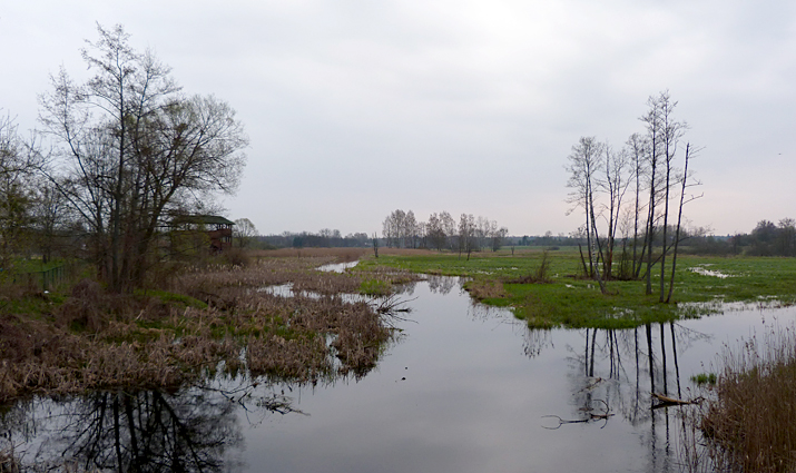 The marshes along the south side of Bialowieza town.