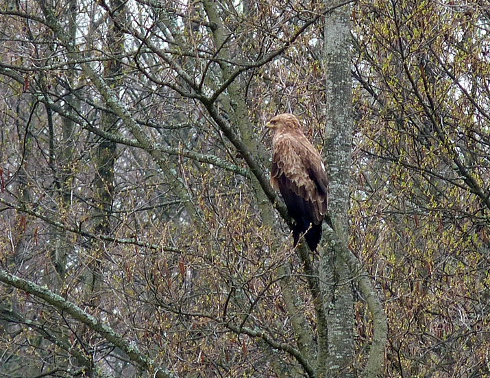Lesser Spotted Eagle - near Bialowieza town