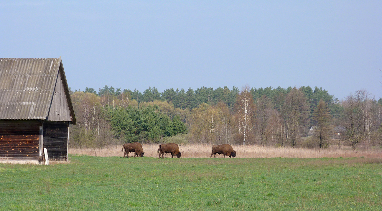 European Bison - just north of bialowieza forest.
