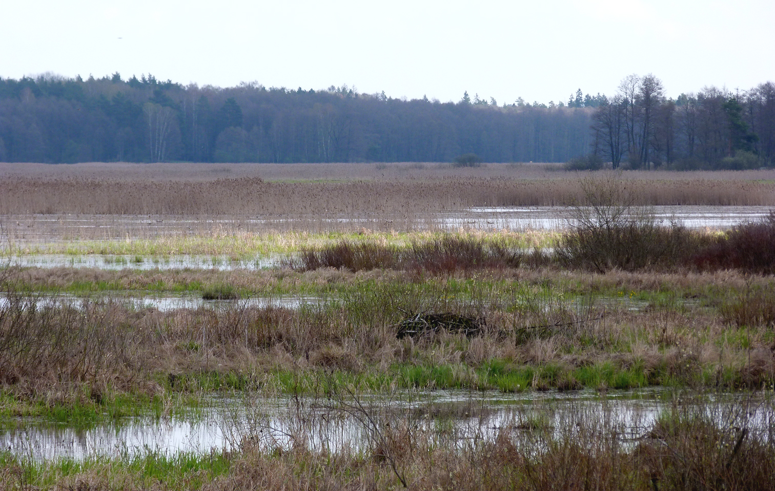Siemianowka Reservoir is half-covered in reedbeds and full of birds. The most distant trees here are probably in Belarus.