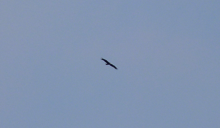 GREATER Spotted Eagle , Siemanowka Reservoir.