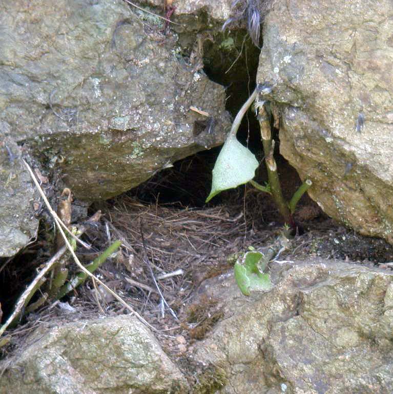 GREY WAGTAIL NEST SITE