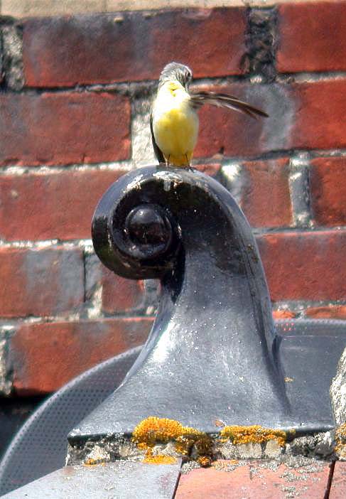 MALE GREY WAGTAIL, TALBOT VALLEY