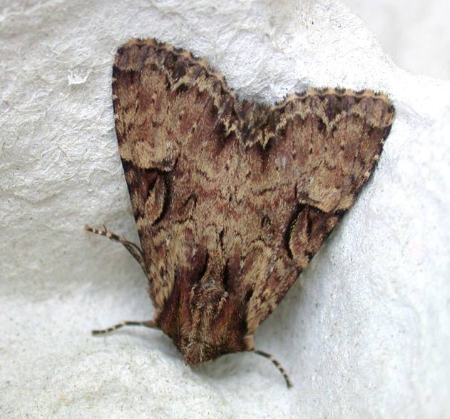 CLOUDED BRINDLE