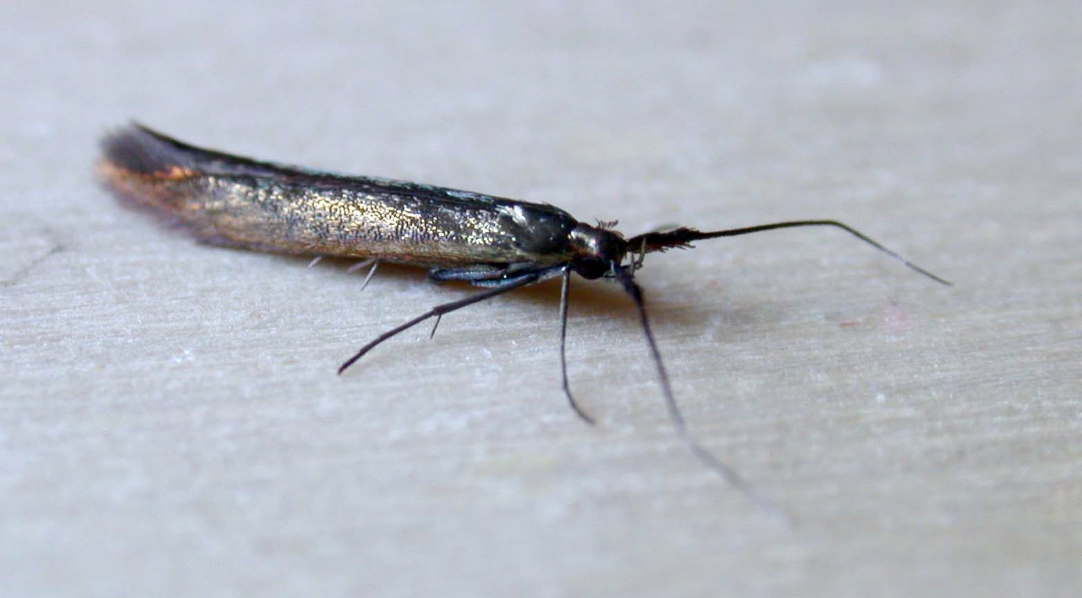 MALE COLEOPHORA DEAURATELLA - GARDEN