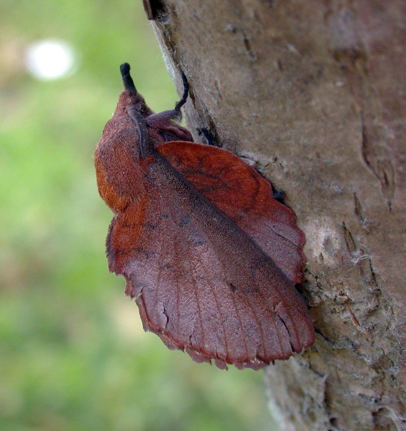 LAPPET - LE CHENE