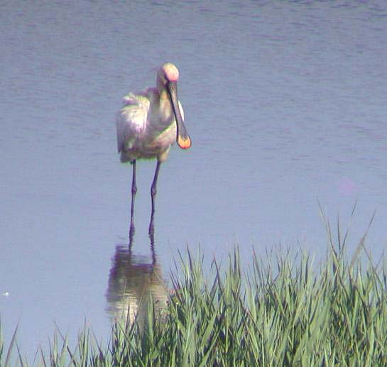 SPOONBILL - VALE POND - 29 JUN 09