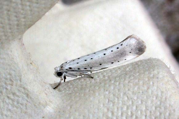ORCHARD ERMINE (Y. PADELLA)