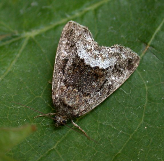 MARBLED WHITE-SPOT - GARDEN