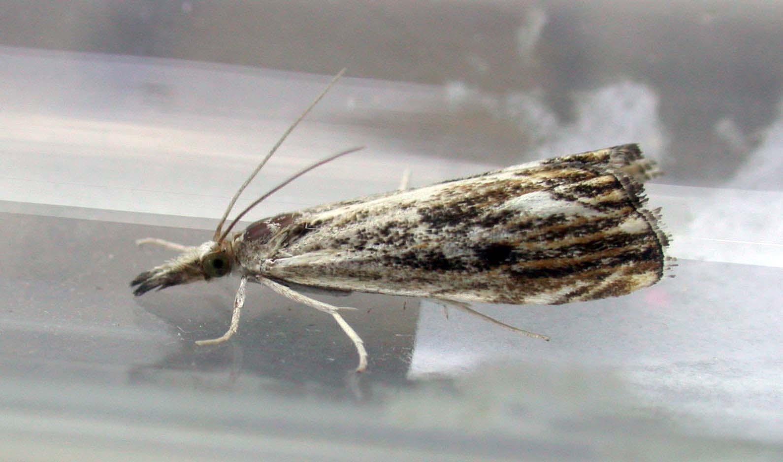 CATOPTRIA VERELLUS - GARDEN