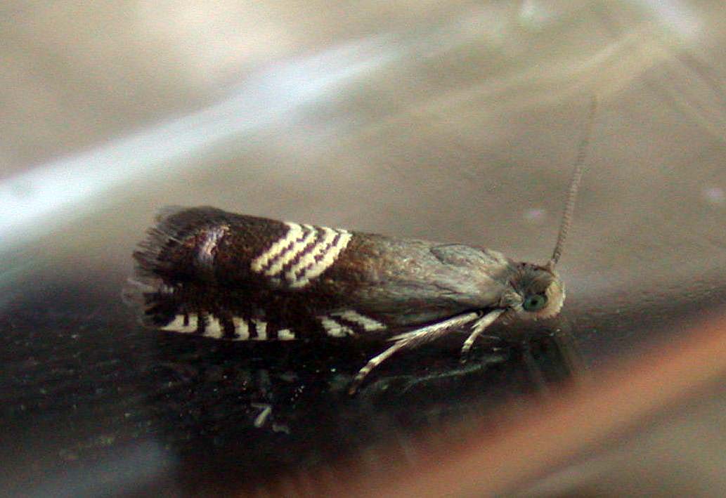 GRAPHOLITA COMPOSITELLA - GRANDES ROCQUES